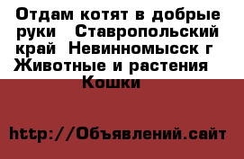 Отдам котят в добрые руки - Ставропольский край, Невинномысск г. Животные и растения » Кошки   